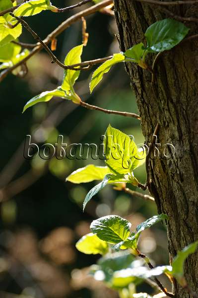 483188 - Hortensia grimpant (Hydrangea anomala subsp. petiolaris)