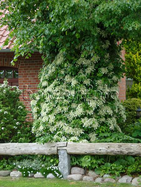 517133 - Hortensia grimpant (Hydrangea anomala subsp. petiolaris)