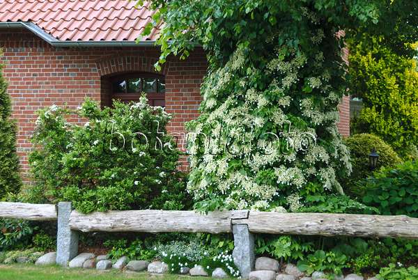 517134 - Hortensia grimpant (Hydrangea anomala subsp. petiolaris)