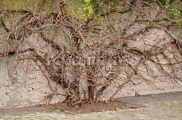 529047 - Hortensia grimpant (Hydrangea anomala subsp. petiolaris)