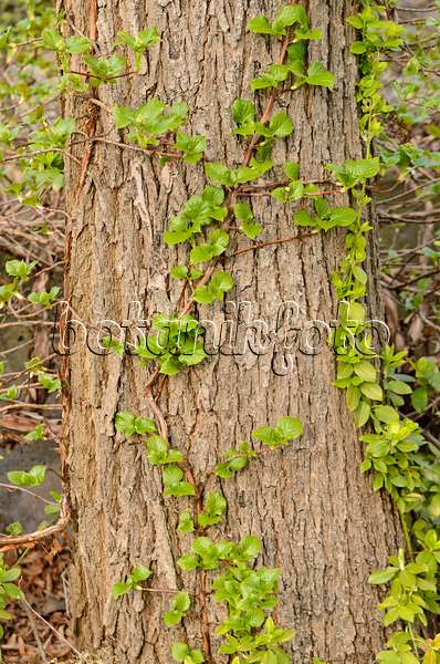 531018 - Hortensia grimpant (Hydrangea anomala subsp. petiolaris)
