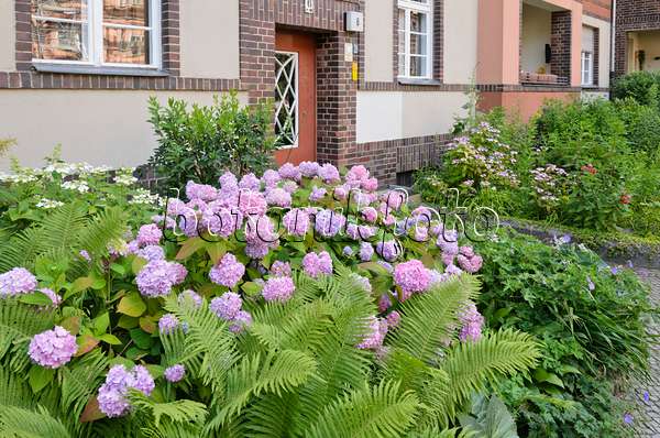 534080 - Hortensia (Hydrangea) dans un jardin de devant d'un immeuble collectif