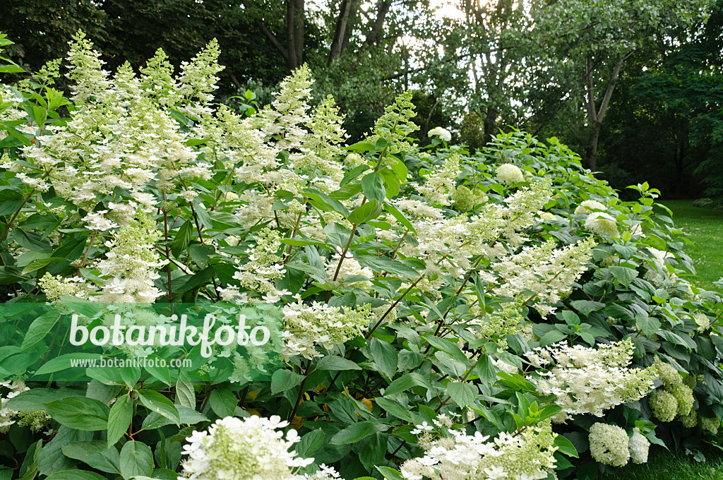 486230 - Hortensia paniculé (Hydrangea paniculata)