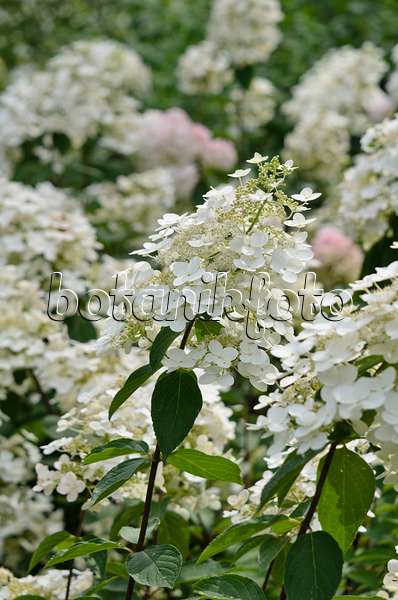 523023 - Hortensia paniculé (Hydrangea paniculata)