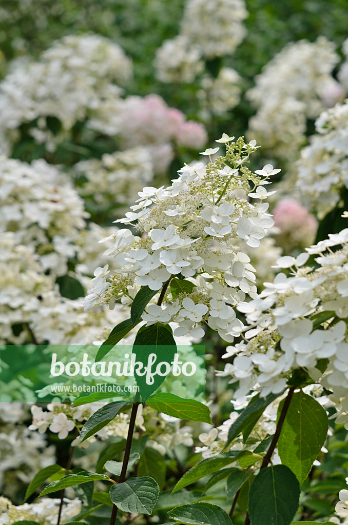 523023 - Hortensia paniculé (Hydrangea paniculata)