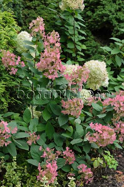 524193 - Hortensia paniculé (Hydrangea paniculata)