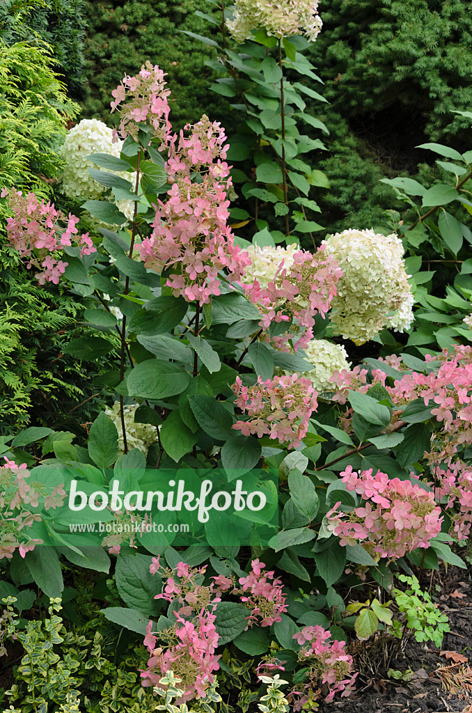 524193 - Hortensia paniculé (Hydrangea paniculata)