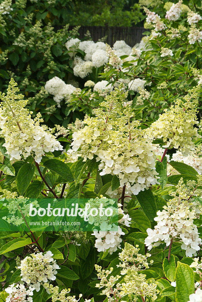 546054 - Hortensia paniculé (Hydrangea paniculata)