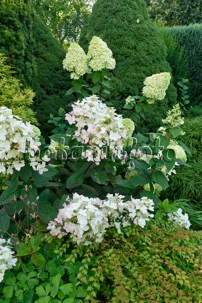 559094 - Hortensia paniculé (Hydrangea paniculata)
