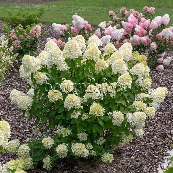616245 - Hortensia paniculé (Hydrangea paniculata 'Limelight')