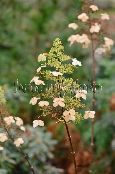 526030 - Hortensia paniculé (Hydrangea paniculata 'Kyushu')