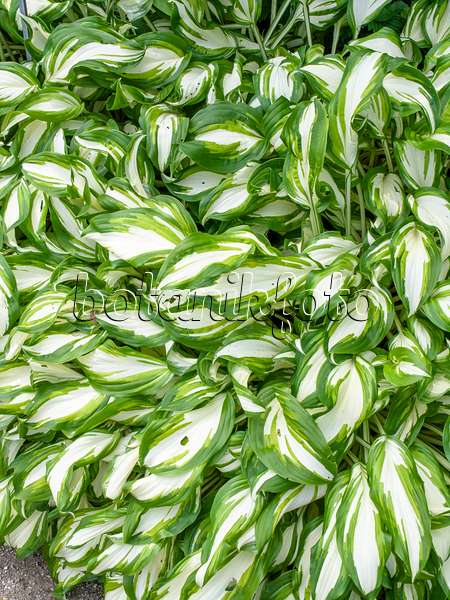 426083 - Hosta à feuilles ondulées (Hosta undulata 'Univittata')
