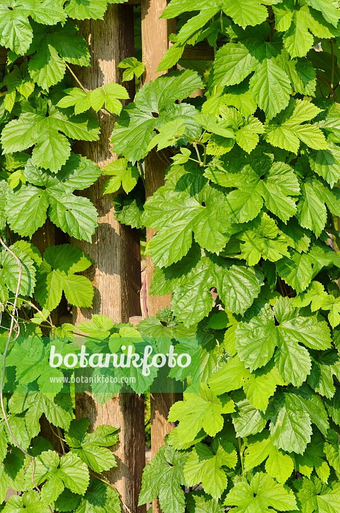 484312 - Houblon grimpant (Humulus lupulus)