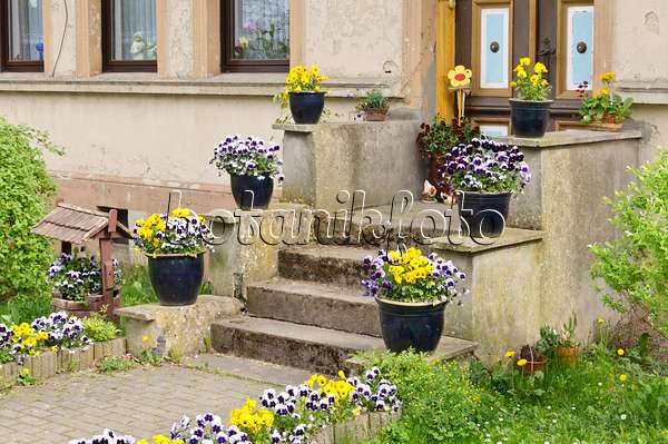 471273 - House entrance with violets in tubs