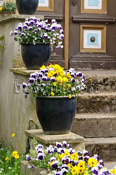 471275 - House entrance with violets in tubs