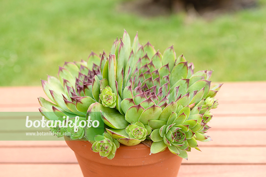 593201 - Houseleek (Sempervivum)