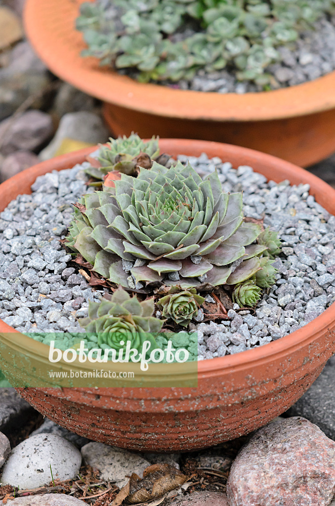 524181 - Houseleek (Sempervivum) in a clay bowl