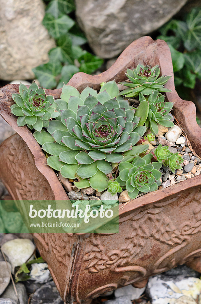 524182 - Houseleek (Sempervivum) in a clay pot