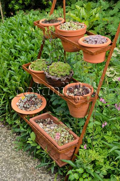 521085 - Houseleek (Sempervivum) in flower pots on a rusty etagere
