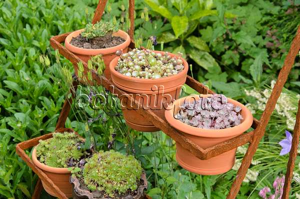 521086 - Houseleek (Sempervivum) in flower pots on a rusty etagere