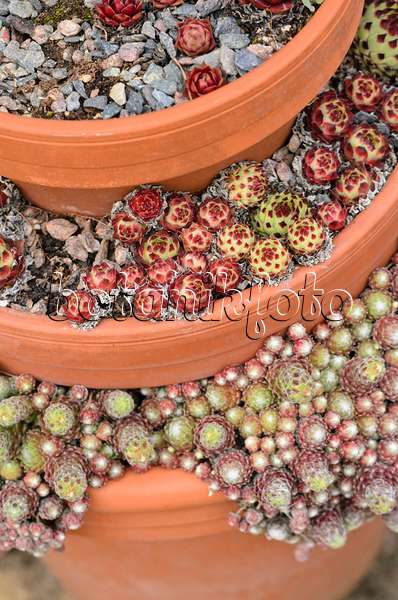533342 - Houseleek (Sempervivum) in stacked flower pots