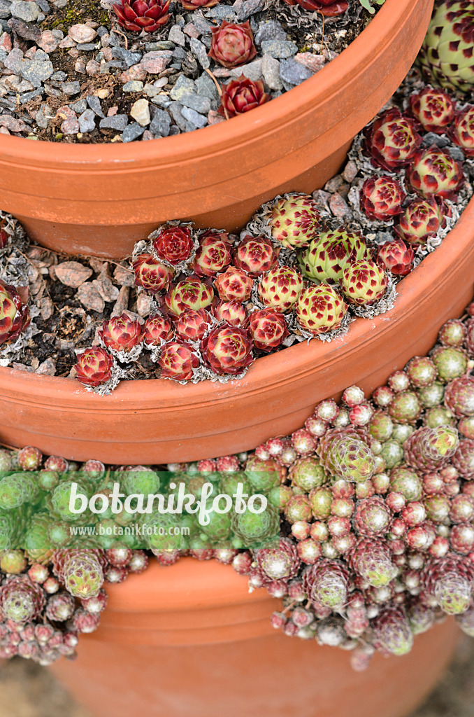 533342 - Houseleek (Sempervivum) in stacked flower pots