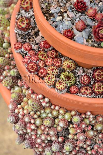 533343 - Houseleek (Sempervivum) in stacked flower pots