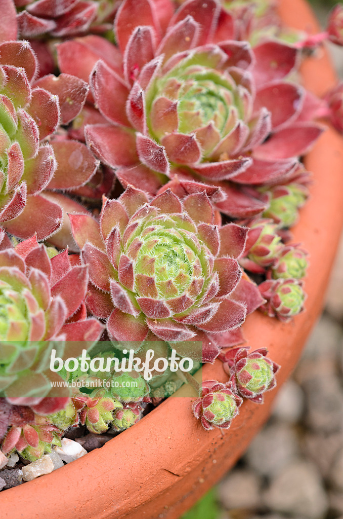 533517 - Houseleek (Sempervivum Rosie)