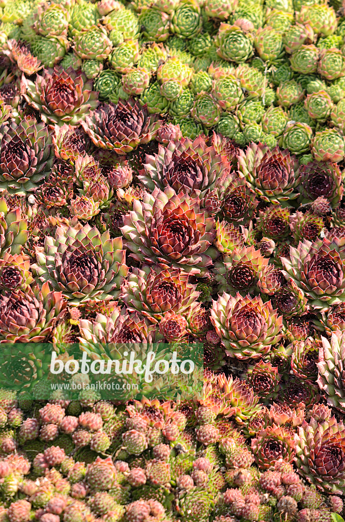 548059 - Houseleeks (Sempervivum)