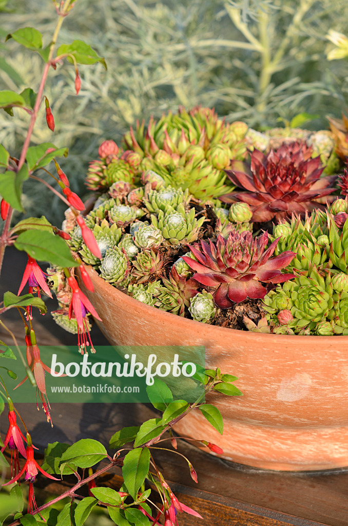 534426 - Houseleeks (Sempervivum) in a flower bowl