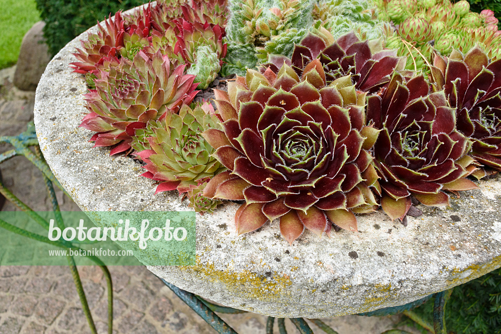 559078 - Houseleeks (Sempervivum) in a stone bowl