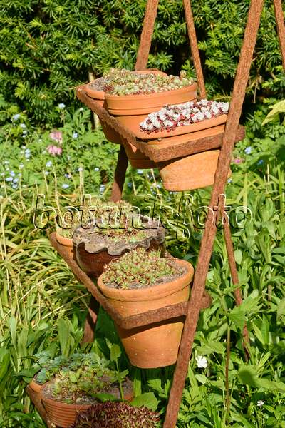 556071 - Houseleeks (Sempervivum) in flower pots on a rusty etagere
