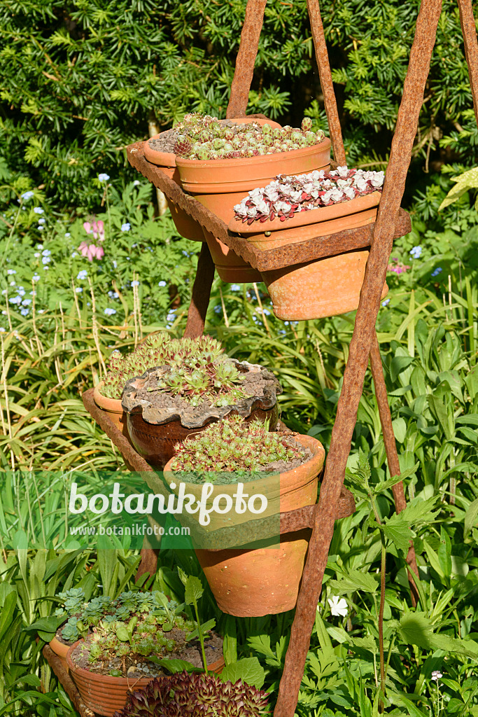 556071 - Houseleeks (Sempervivum) in flower pots on a rusty etagere