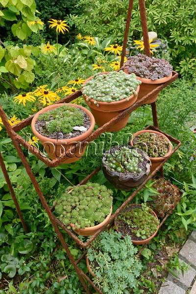 559079 - Houseleeks (Sempervivum) in flower pots on a rusty etagere