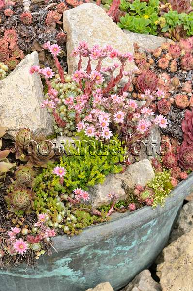 521274 - Houseleeks (Sempervivum) and stonecrops (Sedum) in a flower tub