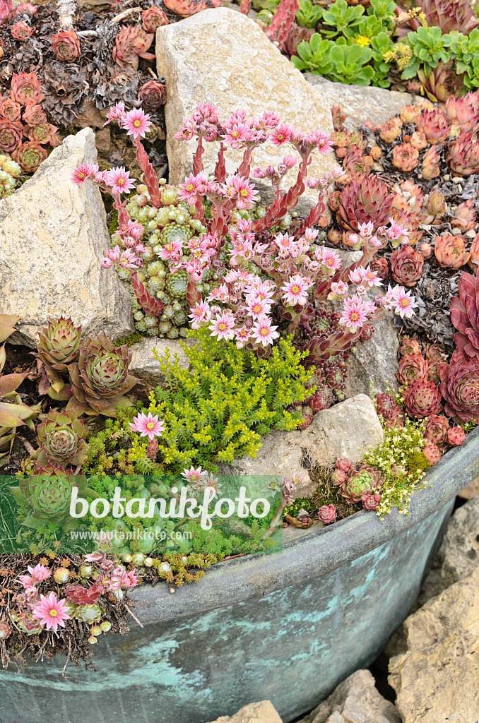 521274 - Houseleeks (Sempervivum) and stonecrops (Sedum) in a flower tub