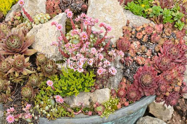 521275 - Houseleeks (Sempervivum) and stonecrops (Sedum) in a flower tub