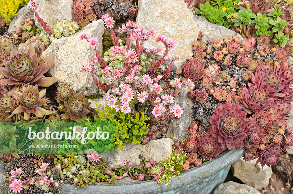 521275 - Houseleeks (Sempervivum) and stonecrops (Sedum) in a flower tub