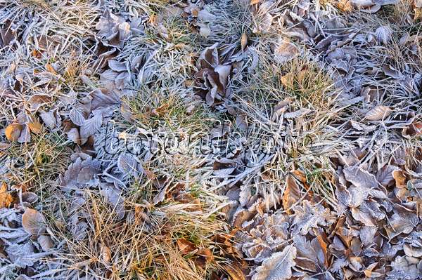 467085 - Hungarian blue grass (Sesleria sadleriana) with hoar frost