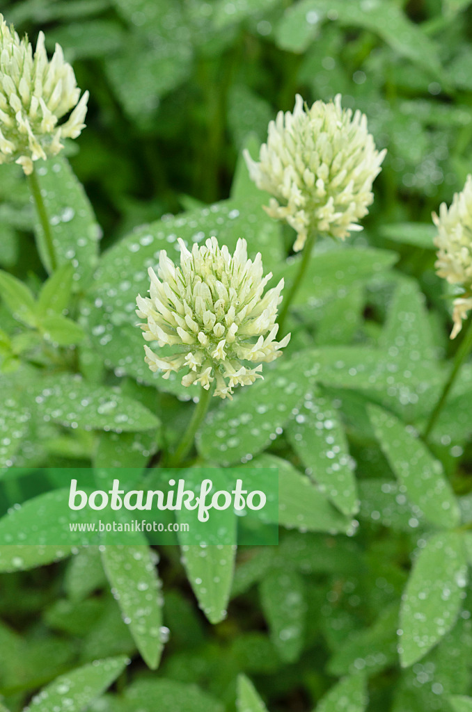 508564 - Hungarian clover (Trifolium pannonicum)