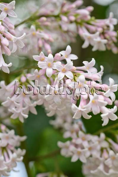 496401 - Hungarian lilac (Syringa josikaea)