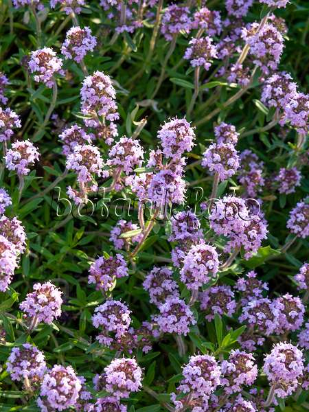 438219 - Hungarian thyme (Thymus pannonicus)