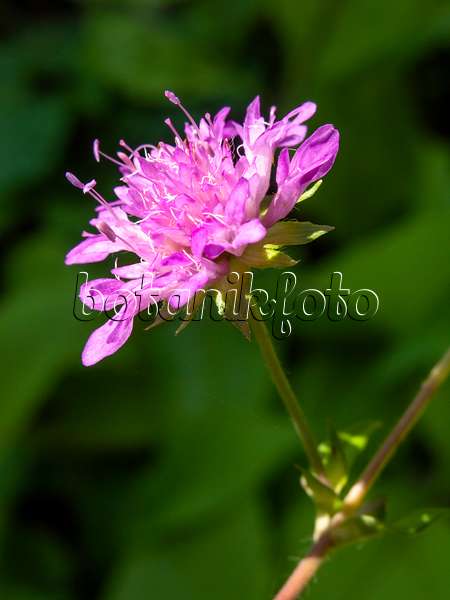 427164 - Hungarian widow flower (Knautia drymeia)