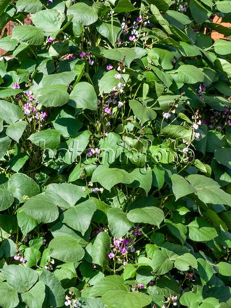 463121 - Hyacinth bean (Lablab purpureus syn. Dolichos lablab)