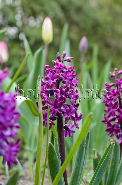 495176 - Hyacinth (Hyacinthus)
