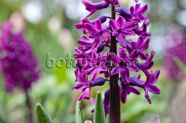 495177 - Hyacinth (Hyacinthus)