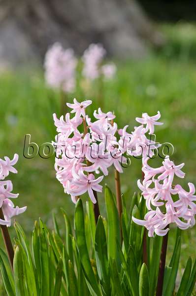 519063 - Hyacinth (Hyacinthus)