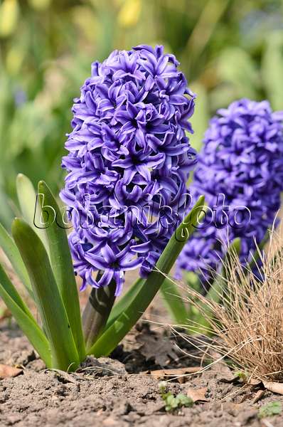 519144 - Hyacinth (Hyacinthus)