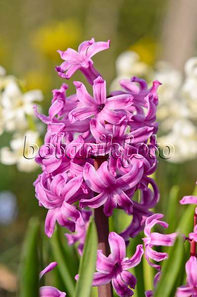 519165 - Hyacinth (Hyacinthus)