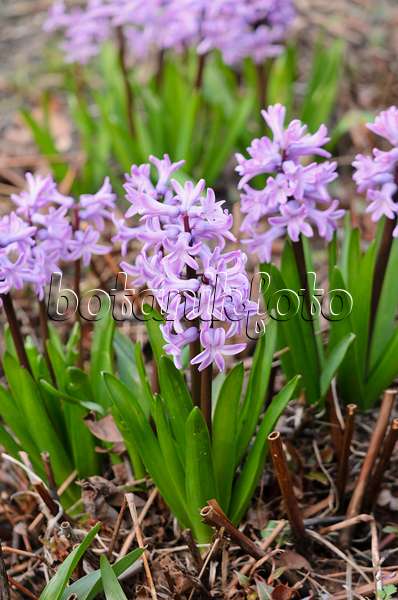 531014 - Hyacinth (Hyacinthus)